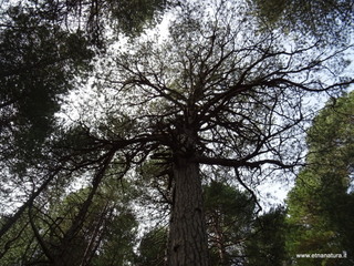 ppinazzu-25-10-2020 10